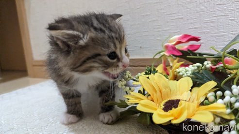 成約済の広島県のその他の猫種-79154の83枚目