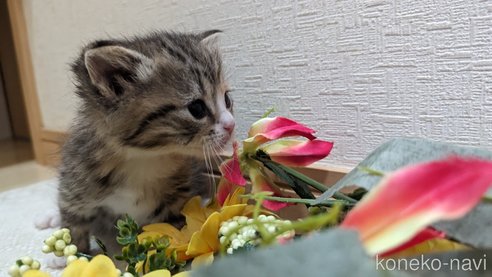 成約済の広島県のその他の猫種-79154の81枚目