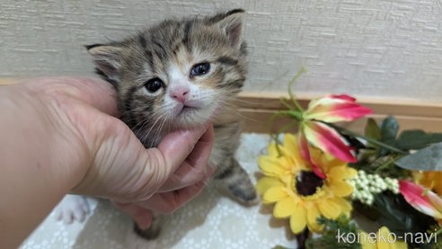 成約済の広島県のその他の猫種-79154の79枚目