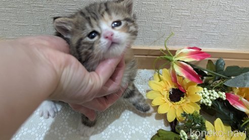 成約済の広島県のその他の猫種-79154の80枚目
