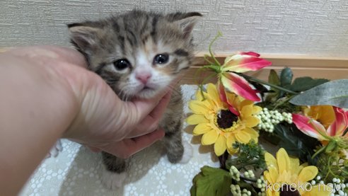 成約済の広島県のその他の猫種-79154の78枚目