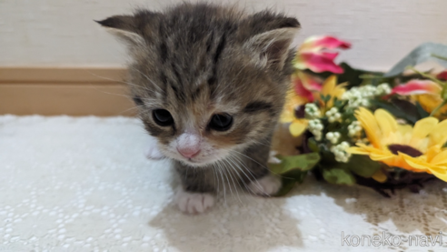 成約済の広島県のその他の猫種-79154の77枚目