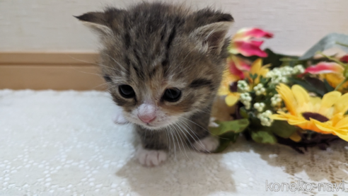 販売中の広島県のその他の猫種-79154