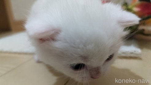 成約済の広島県のその他の猫種-79155の75枚目