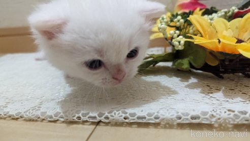 成約済の広島県のその他の猫種-79155の71枚目