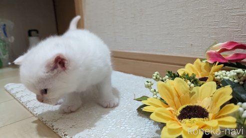 成約済の広島県のその他の猫種-79155の72枚目