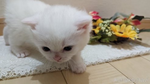 成約済の広島県のその他の猫種-79155の73枚目