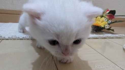 成約済の広島県のその他の猫種-79155の69枚目