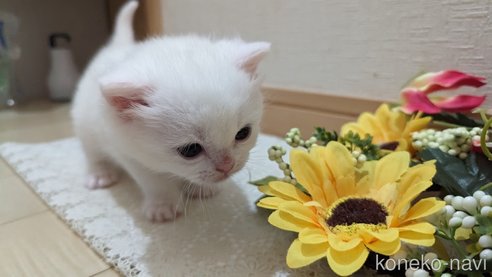 成約済の広島県のその他の猫種-79155の70枚目