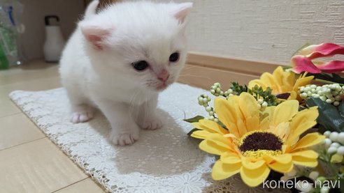 成約済の広島県のその他の猫種-79155の66枚目