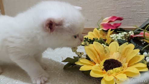 成約済の広島県のその他の猫種-79155の67枚目