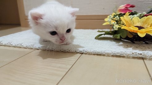 成約済の広島県のその他の猫種-79155の68枚目