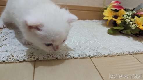 成約済の広島県のその他の猫種-79155の65枚目