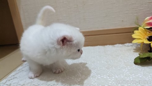 成約済の広島県のその他の猫種-79155の63枚目