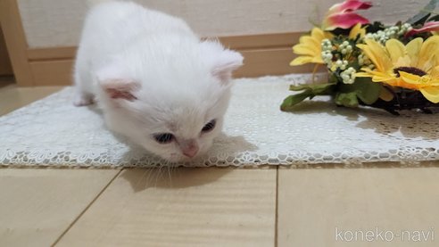 成約済の広島県のその他の猫種-79155の64枚目