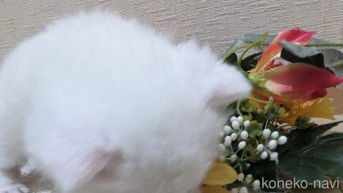 成約済の広島県のその他の猫種-79155の62枚目