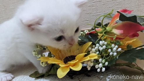 成約済の広島県のその他の猫種-79155の60枚目