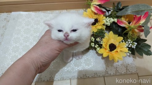 成約済の広島県のその他の猫種-79155の61枚目