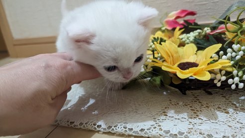 成約済の広島県のその他の猫種-79155の59枚目