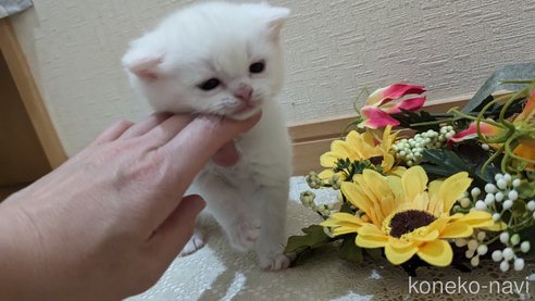 成約済の広島県のその他の猫種-79155の58枚目