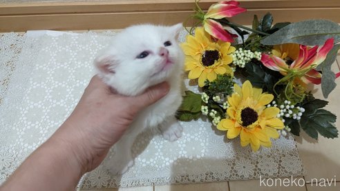 成約済の広島県のその他の猫種-79155の56枚目
