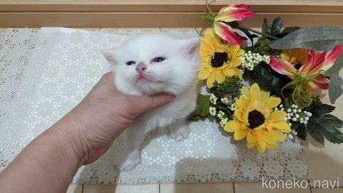 成約済の広島県のその他の猫種-79155の57枚目