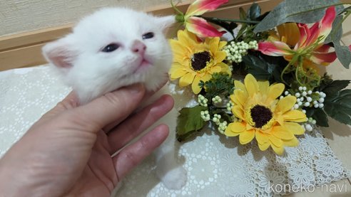 成約済の広島県のその他の猫種-79155の55枚目