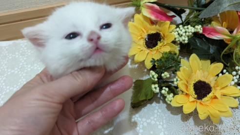 成約済の広島県のその他の猫種-79155の54枚目