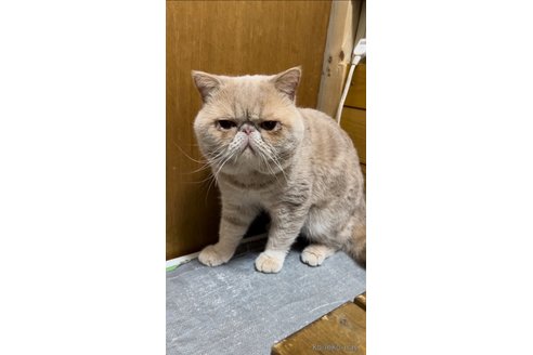 キンタロウくん1枚目