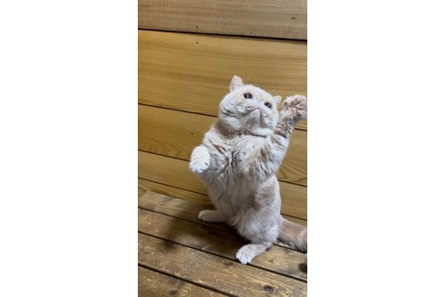 キンタロウくん1枚目
