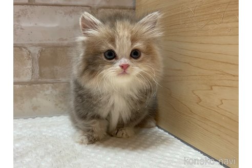 成約済の愛知県のミヌエット(短足)-78992の5枚目