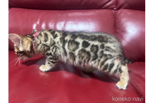 成約済の香川県のベンガル-82117の2枚目