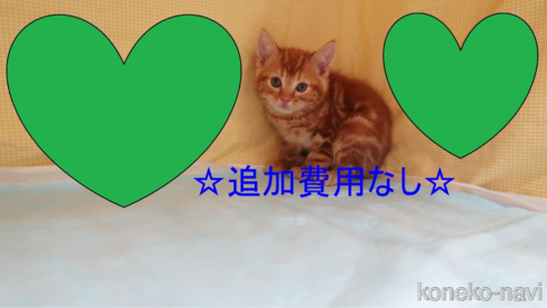 成約済の東京都のアメリカンショートヘア-82120