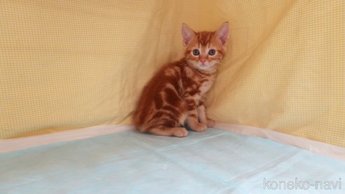 成約済の東京都のアメリカンショートヘア-82120の4枚目