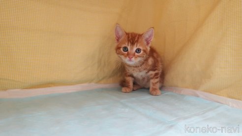 成約済の東京都のアメリカンショートヘア-82120の3枚目