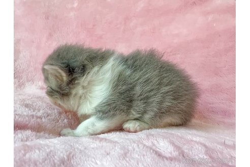 成約済の静岡県のスコティッシュフォールド-82133の3枚目