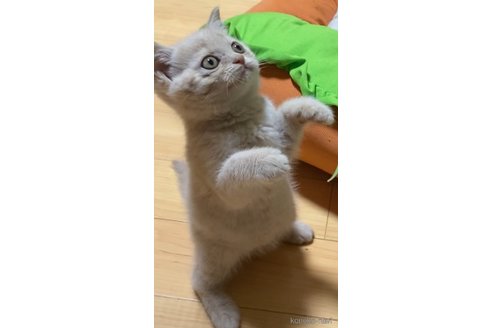 成約済の静岡県のブリティッシュショートヘア-82136の6枚目