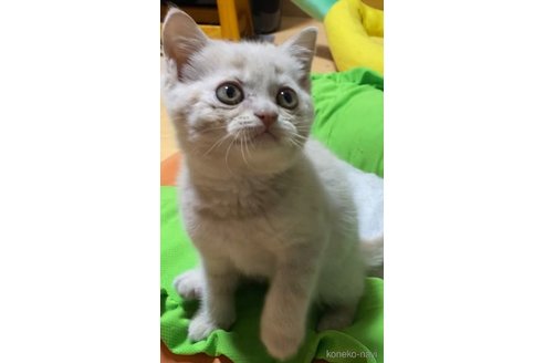 成約済の静岡県のブリティッシュショートヘア-82136の7枚目