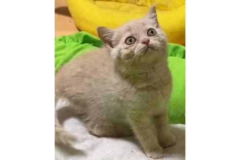 成約済の静岡県のブリティッシュショートヘア-82136の9枚目