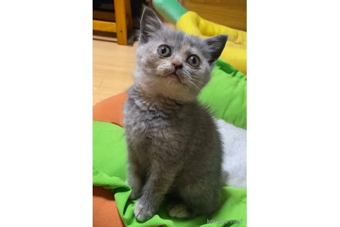 成約済の静岡県のブリティッシュショートヘア-82135の7枚目