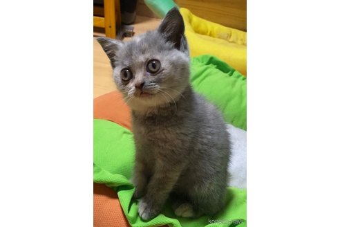 成約済の静岡県のブリティッシュショートヘア-82135の8枚目