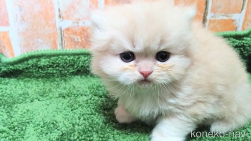 成約済の愛知県のマンチカン-82138の2枚目