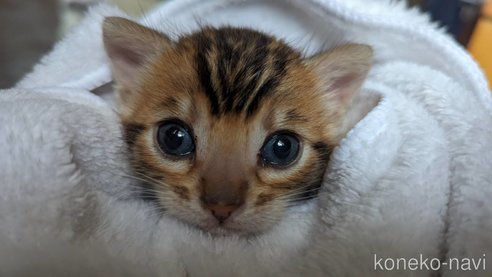 成約済の静岡県のベンガル-82154の2枚目