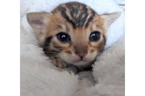 成約済の静岡県のベンガル-82154の1枚目