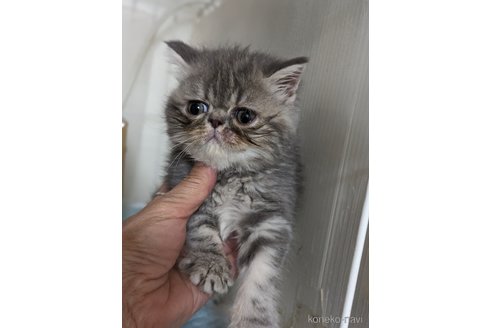 成約済の愛知県のエキゾチックショートヘア-80140の8枚目