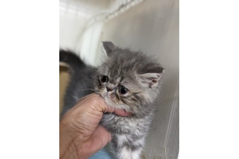 成約済の愛知県のエキゾチックショートヘア-80140の7枚目