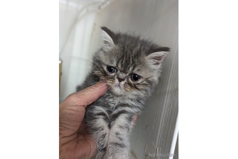 成約済の愛知県のエキゾチックショートヘア-80140の6枚目