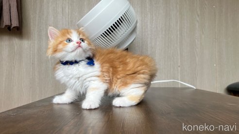 成約済の鹿児島県のミヌエット-79193の2枚目