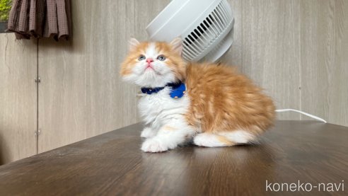 成約済の鹿児島県のミヌエット-79193の1枚目