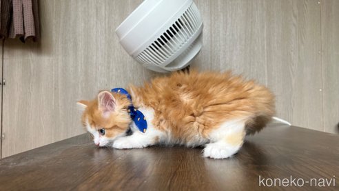 成約済の鹿児島県のミヌエット-79193の4枚目